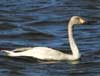bewicks swan