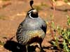 california quail