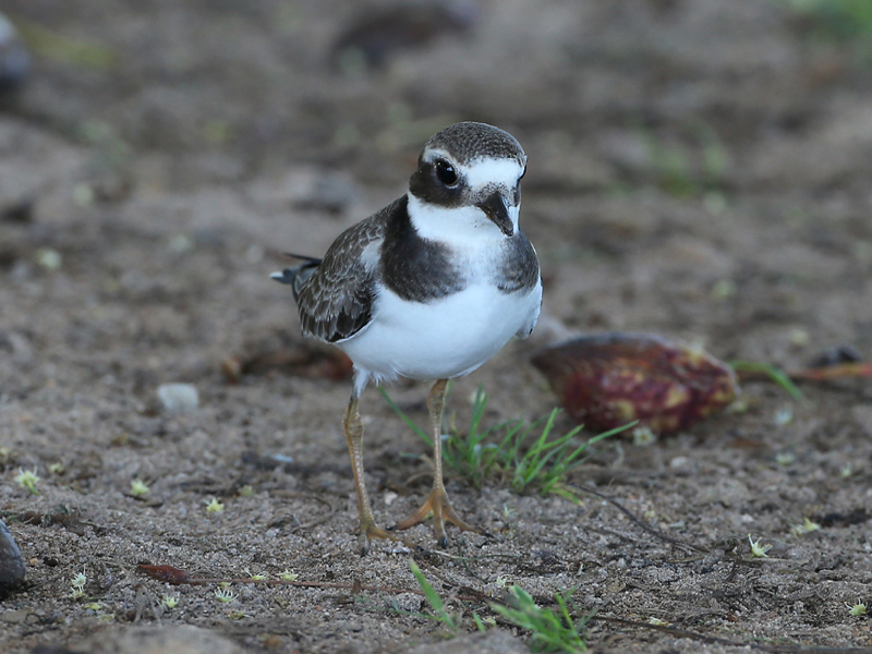 Common-ringed Plover