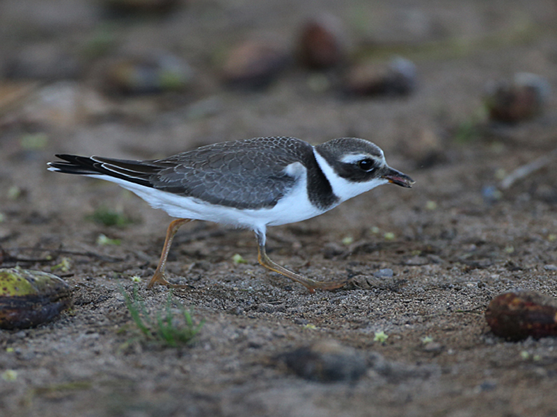 Common-ringed Plover