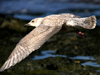 glaucous-winged gull