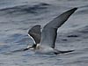 gray-backed tern