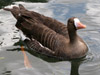 greater white-fronted goose