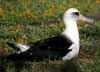 laysan albatross