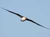 laysan albatross
