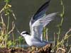 least tern