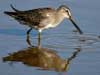 long-billed dowitcher