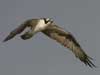 osprey photo