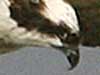 osprey photo