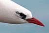 red-tailed tropicbird