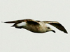Slaty-backed Gull
