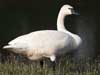 whistling swan
