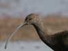 white-faced ibis