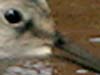 white-rumped sandpiper