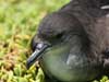 wedge-tailed shearwater