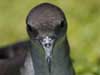 wedge-tailed shearwater