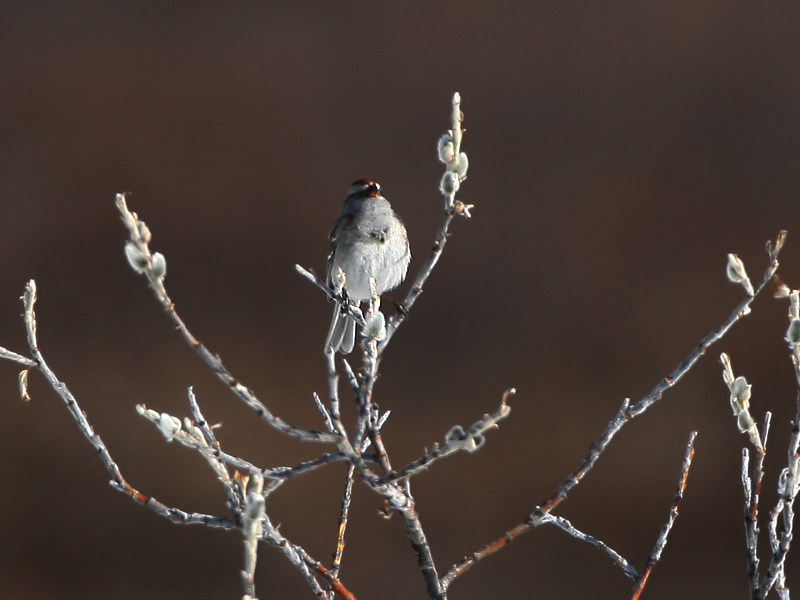 American Tree Sparrow 