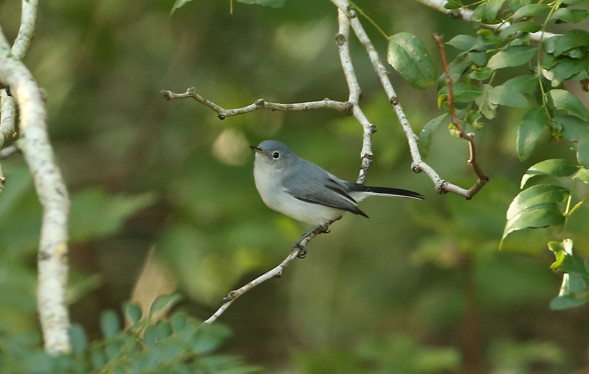 Blue-gray Gnatcatcher