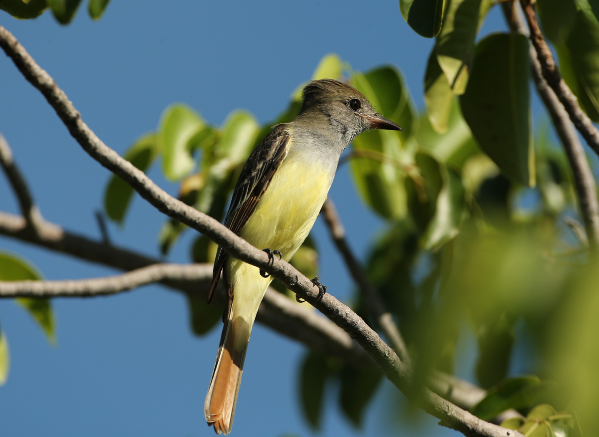 Great-crested Flycatcher 