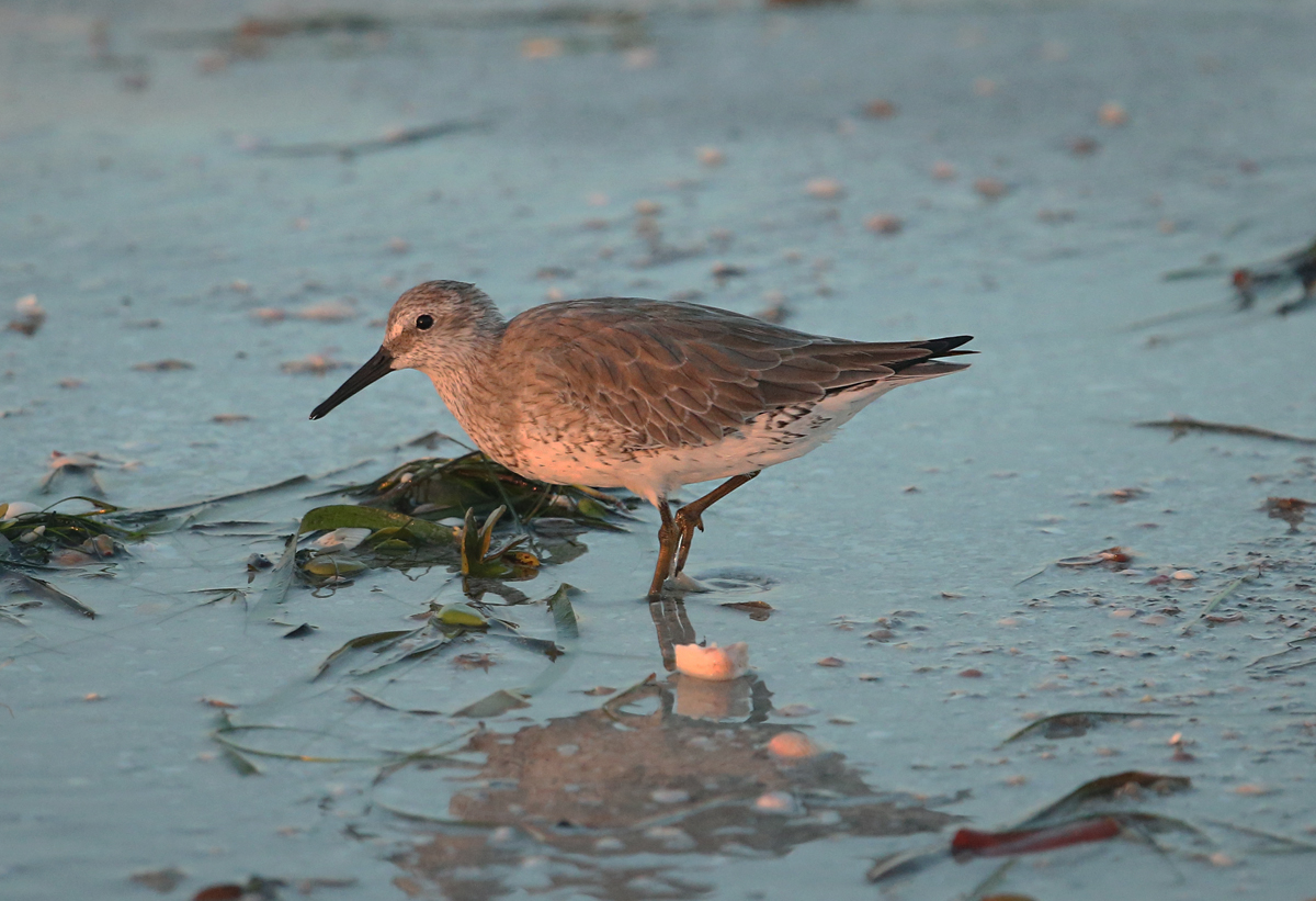Red Knot 