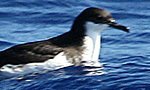 hawaii birding