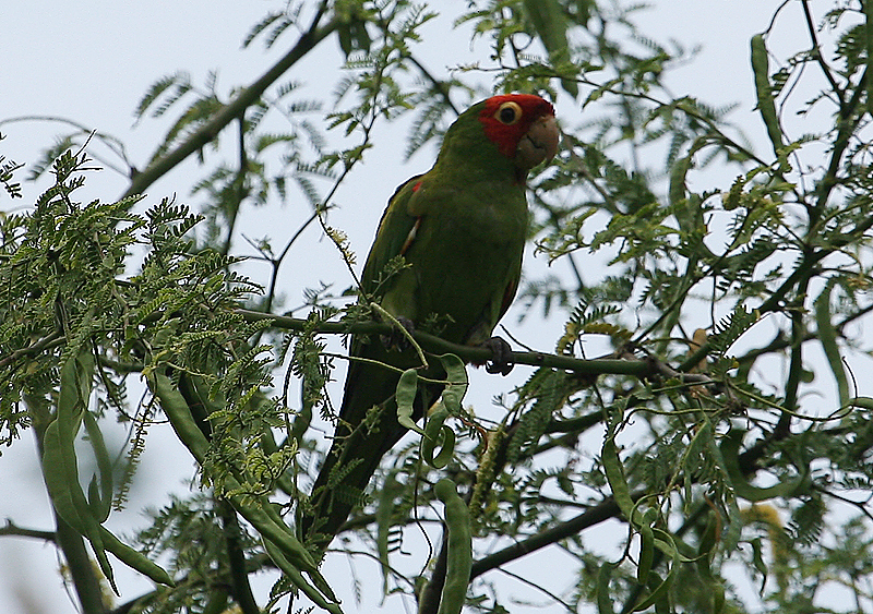 Red-masked Parakeet photos