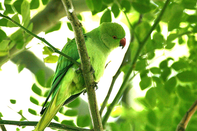 ONT Photo Gallery - Bird Species of Hawaii