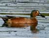 cinnamon teal