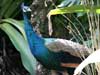 common peafowl