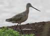 marbled godwit