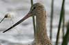 marbled godwit