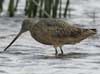 marbled godwit