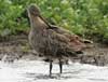 marbled godwit