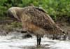 marbled godwit