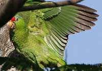 red-crowned amazon