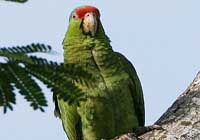 red-crowned amazon