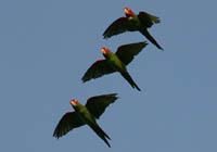 red-masked parakeet