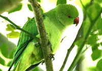 rose-ringed parakeet