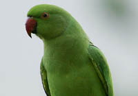 rose-ringed parakeet