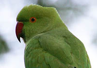 rose-ringed parakeet