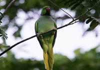 rose-ringed parakeet