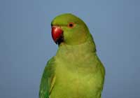 rose-ringed parakeet