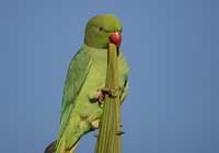 rose-ringed parakeet