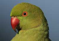 rose-ringed parakeet