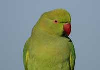 rose-ringed parakeet