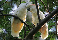 salmon-crested cockatoo