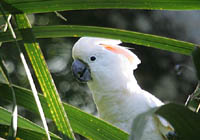 salmon-crested cockatoo