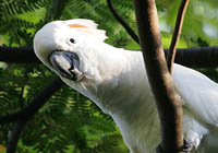 salmon-crested cockatoo