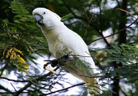 salmon-crested cockatoo