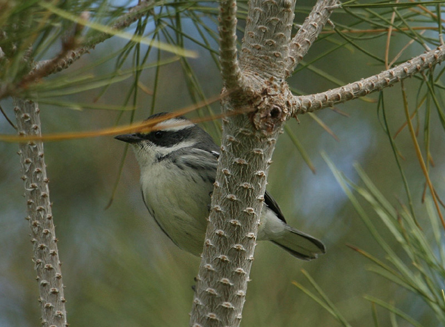 Black-throated Gray Warbler